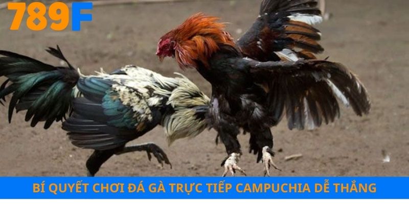 Bí quyết chơi đá gà trực tiếp Campuchia dễ thắng
