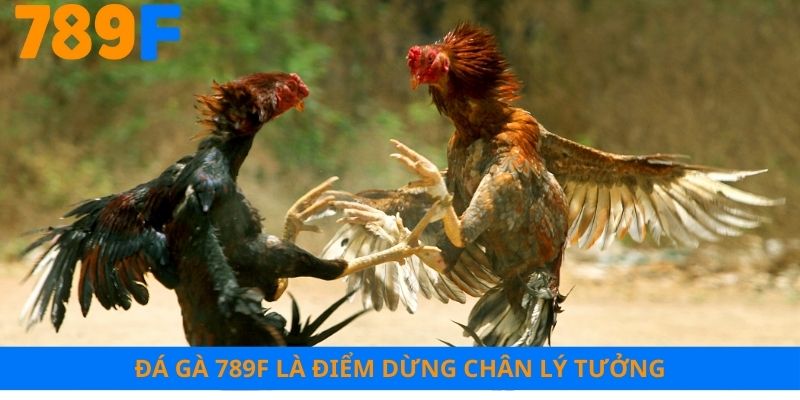 Đá gà 789F là điểm dừng chân lý tưởng