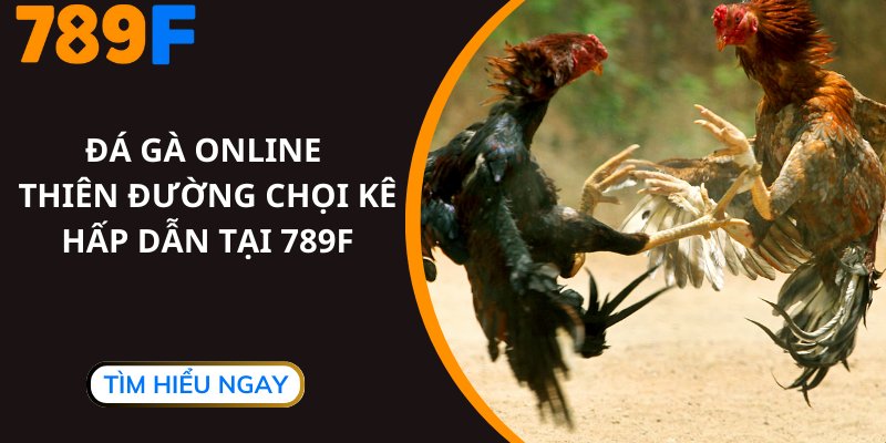 Đá Gà Online - Thiên Đường Chọi Kê Hấp Dẫn Tại 789F