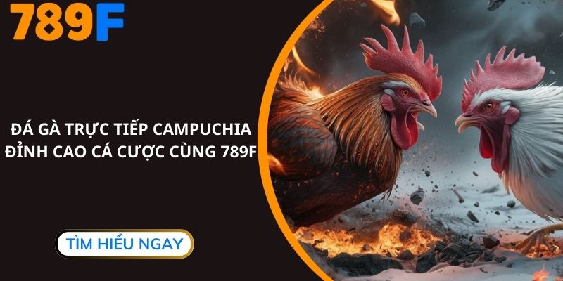 Đá Gà Trực Tiếp Campuchia, Đỉnh Cao Cá Cược Cùng 789F