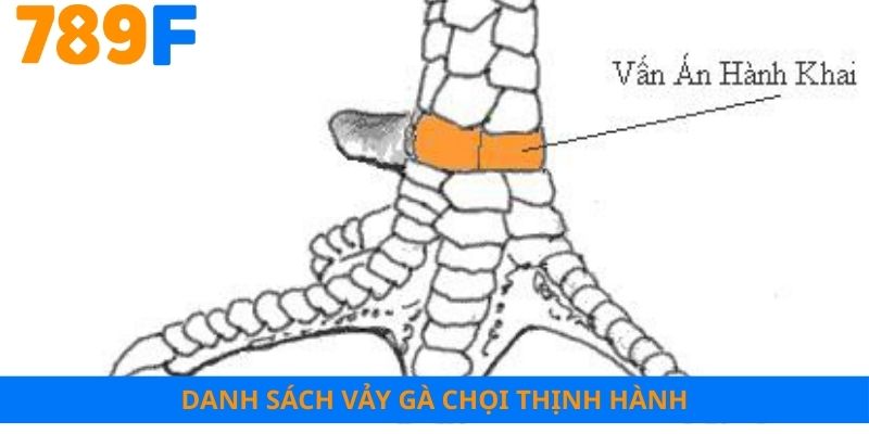 Danh sách vảy gà chọi thịnh hành