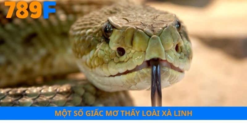 Một số trường hợp mộng thấy loài linh xà
