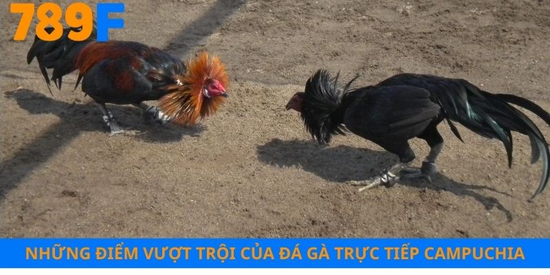 Những điểm vượt trội của đá gà trực tiếp Campuchia