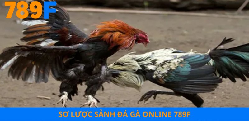 Sơ lược sảnh đá gà online 789F
