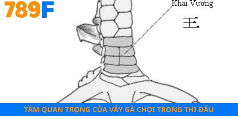 Tầm quan trọng của vảy gà chọi trong thi đấu