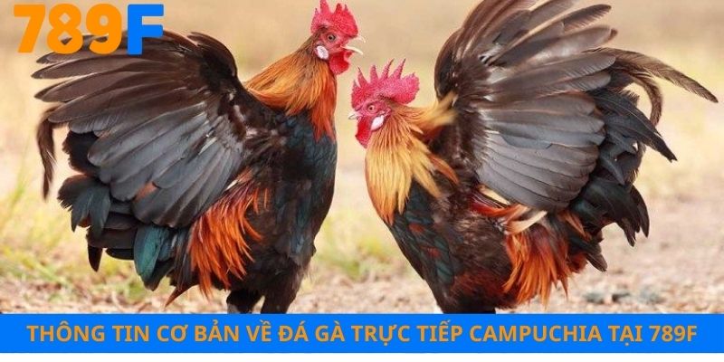 Thông tin cơ bản về đá gà trực tiếp Campuchia tại 789F
