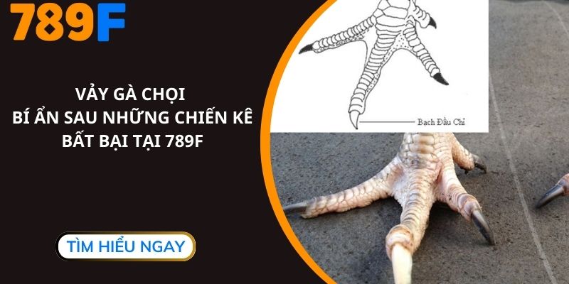 Vảy Gà Chọi, Bí Ẩn Sau Những Chiến Kê Bất Bại Tại 789F
