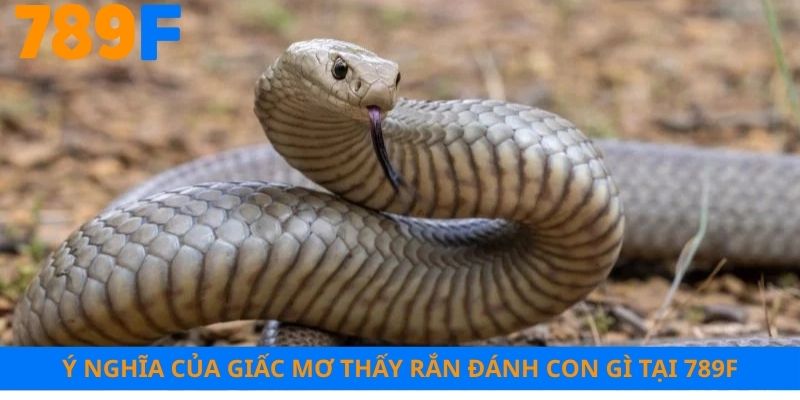 Ý nghĩa của giấc mơ thấy rắn đánh con gì tại 789F